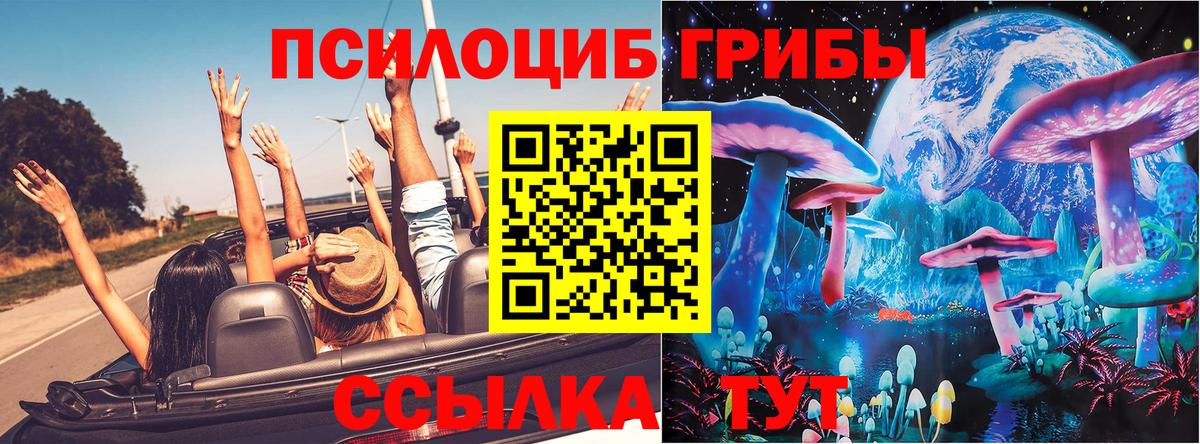 Курчалой  Псилоцибиновые грибы Psilocybine cubensis  Вход с VPN 